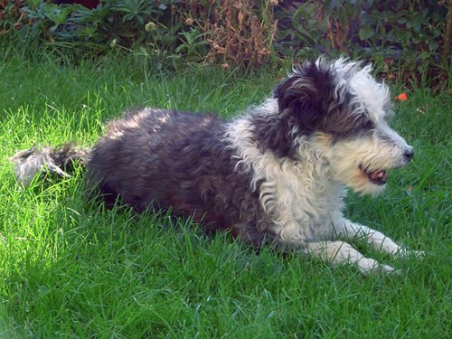 Pippo, il boss del quartiere